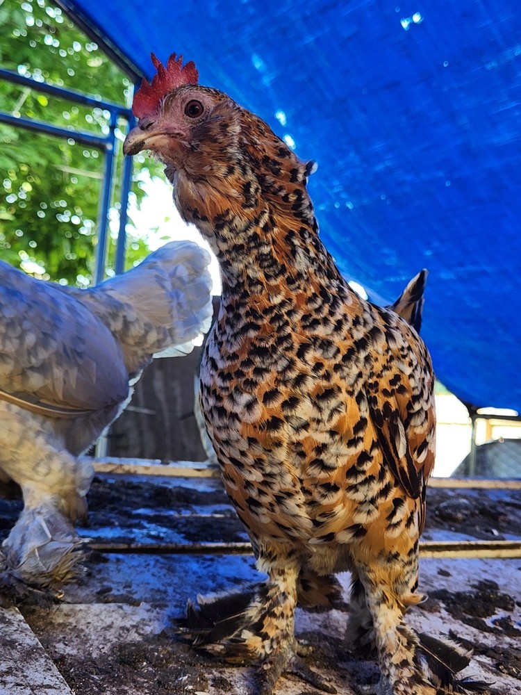 Bantam mystery egg Hatch 18 eggs