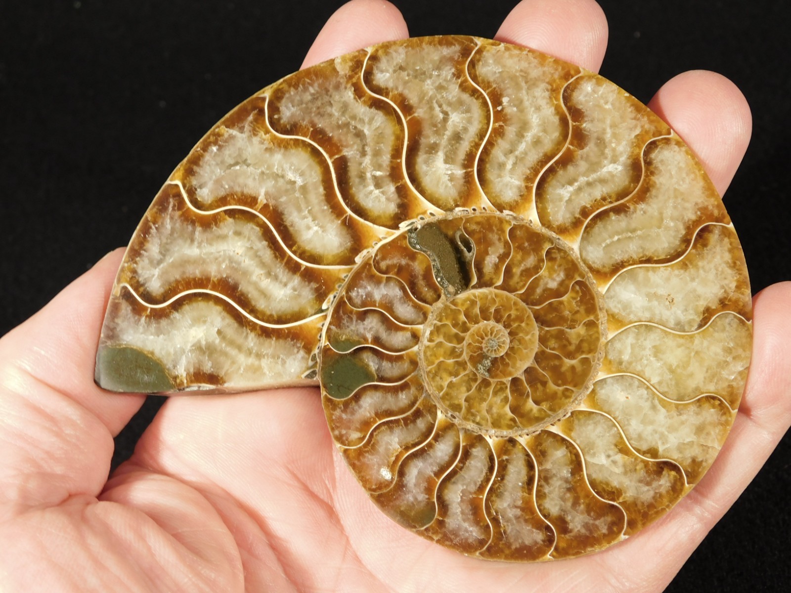 Larger! Cut and Polished AAA Cleoniceras AMMONITE Fossil From Madagascar 149gr