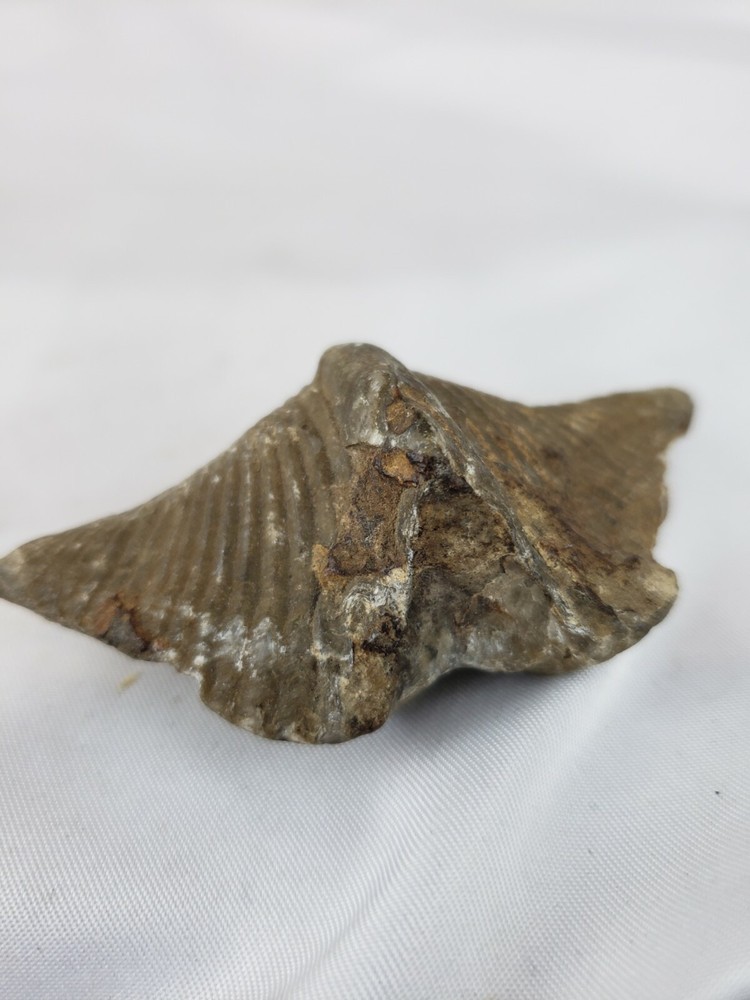 Pre-historic fossil, nice, rare