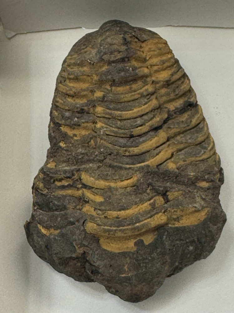 Two Trilobite Fossils
