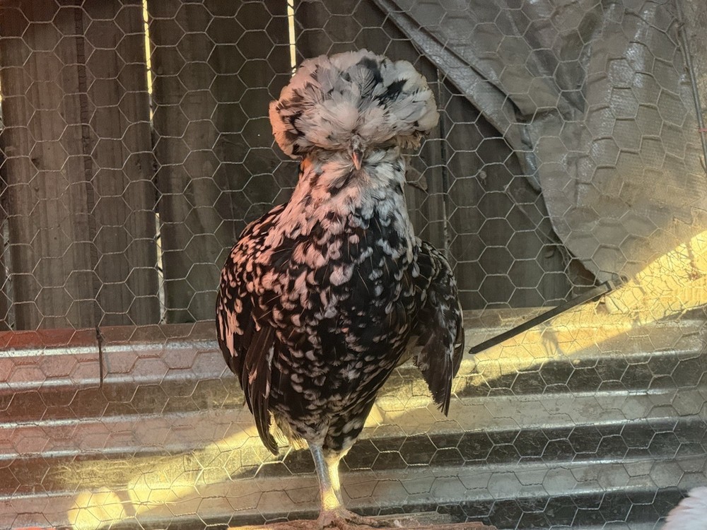 12 +++ Extra Tolbunt Polish Hatching Eggs