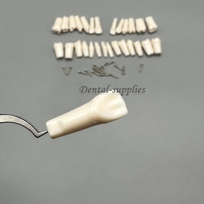 Dental Study Teeth Models Technician Practice Preparation Removable Tooth Nissin