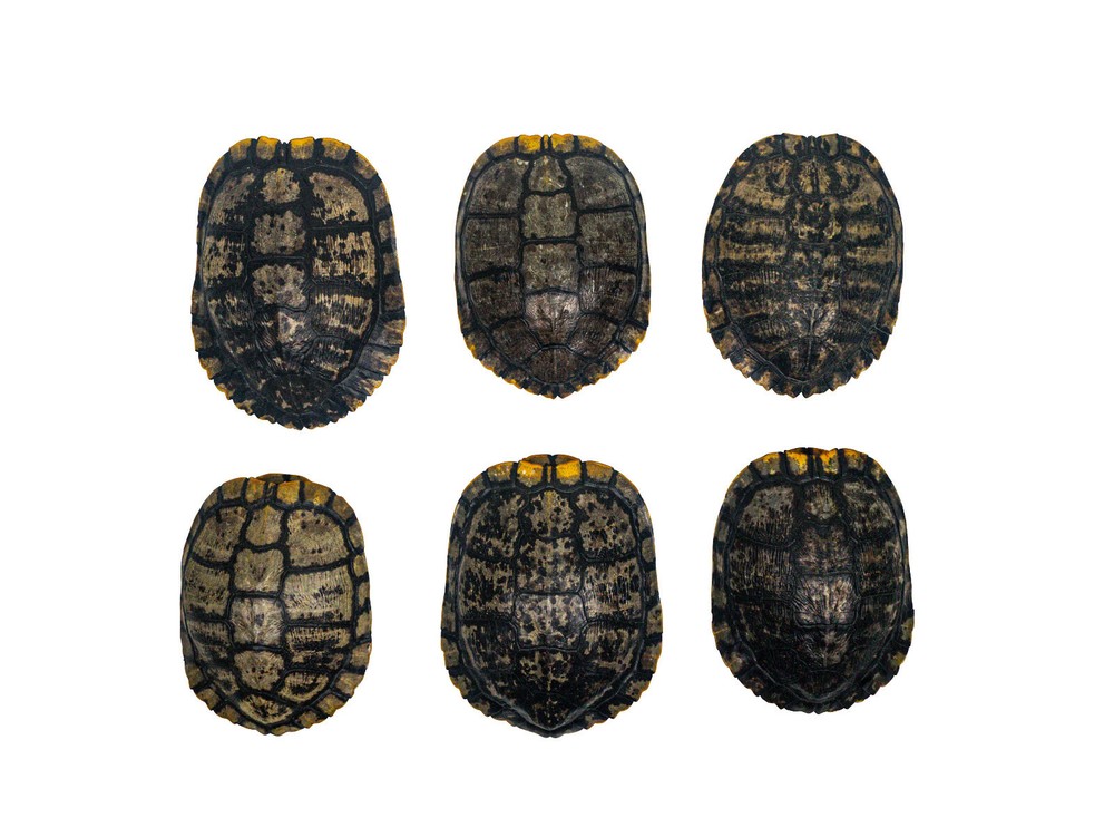 Red Ear Turtle Shell Block Pattern 7" to 8" (227GS-0708B)10UBS