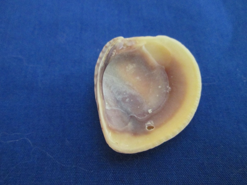Small Venus Clam Sea Shell-St. Augustine-1"