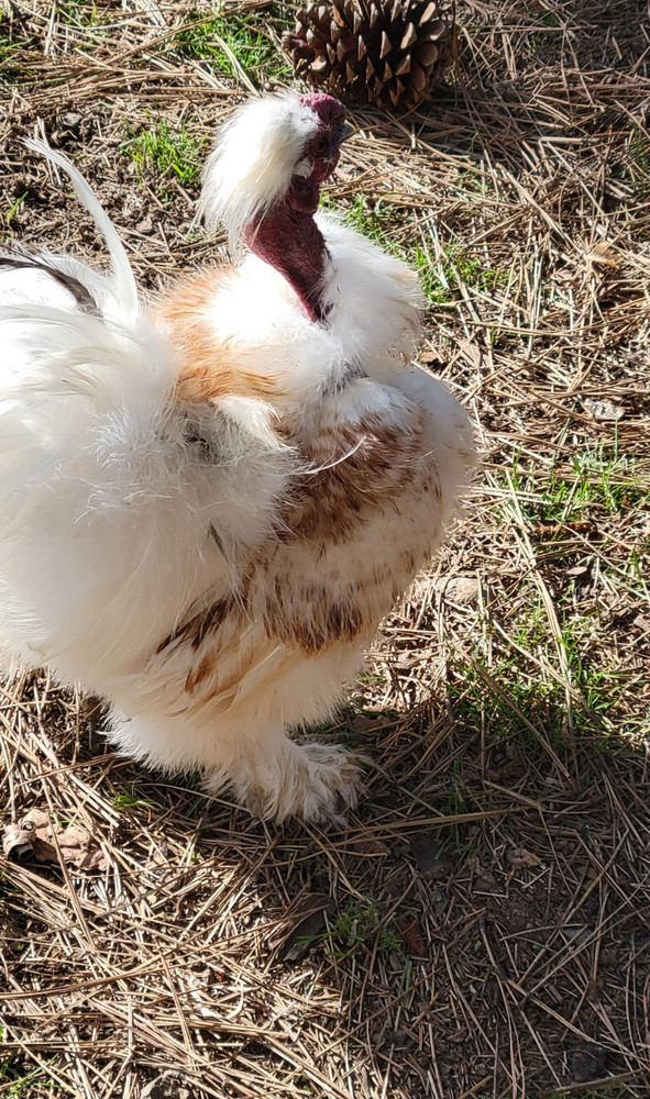 10+ BEAUTIFUL Silkie Hatching Eggs .