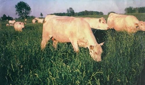 Potomac Orchard grass Seed - 50 Lbs.