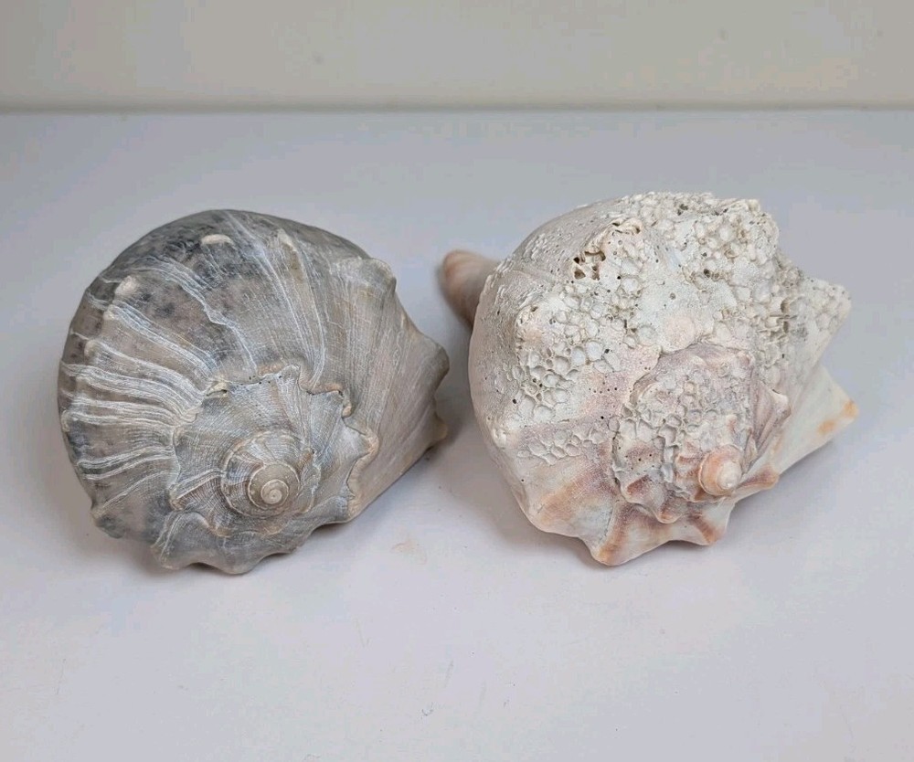 2 Large Lightning Whelk 10” Fossilized Seashell Beach Decor