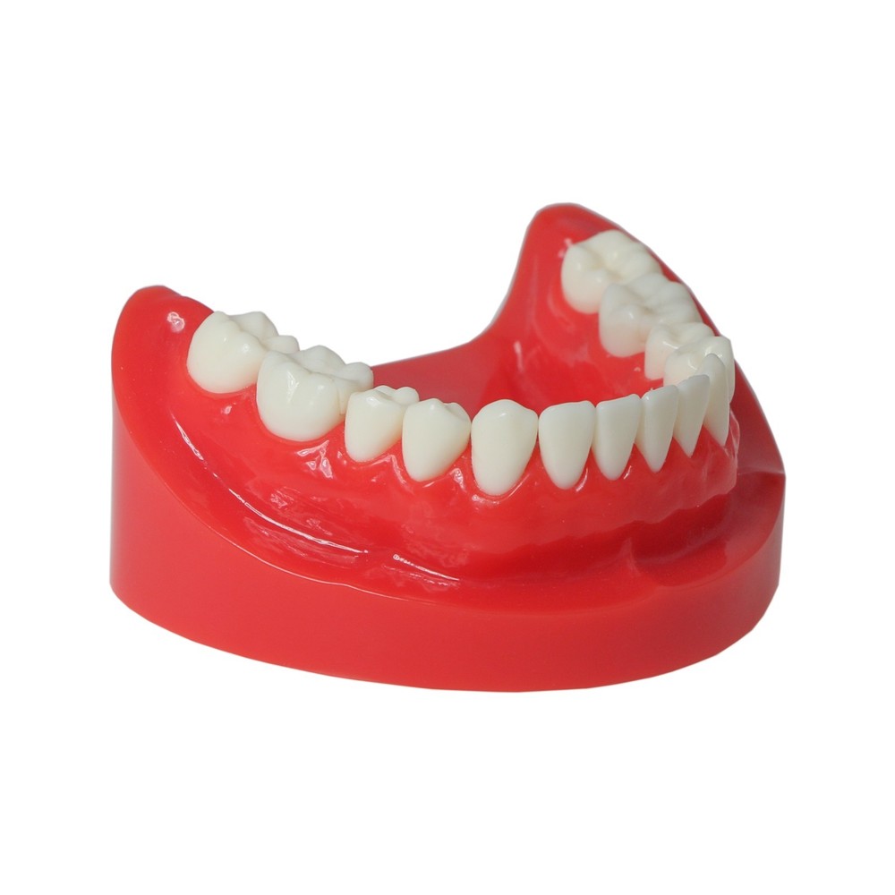 Dental M6004 Teaching Typodont Restoration Teeth Model Crown Post Core Bridge