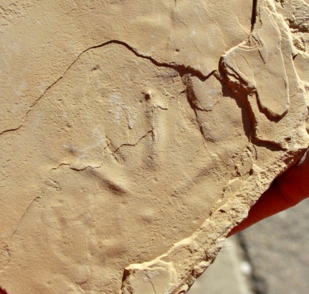 One Fossil Bird Track on Front