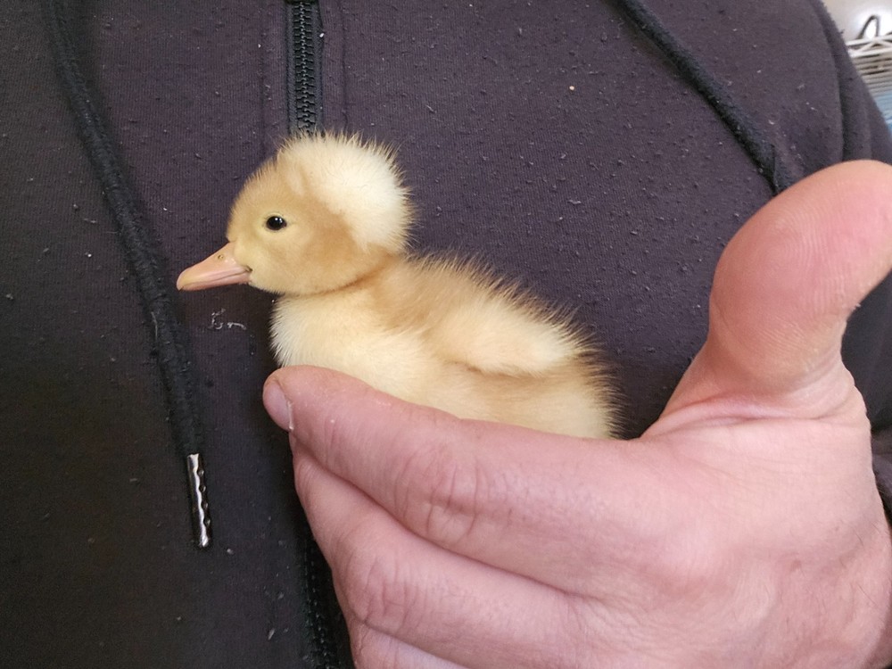 10+2 White Crested Duck Hatching Eggs