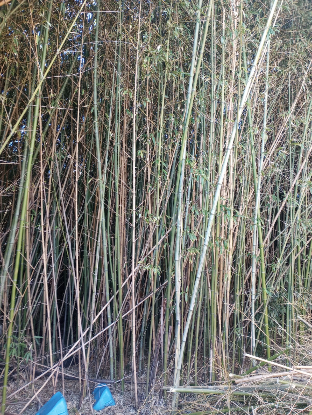 10 Bamboo 12" Poles Variety Sizes Decoration Tiki 1' Make Your Own Bee Hive