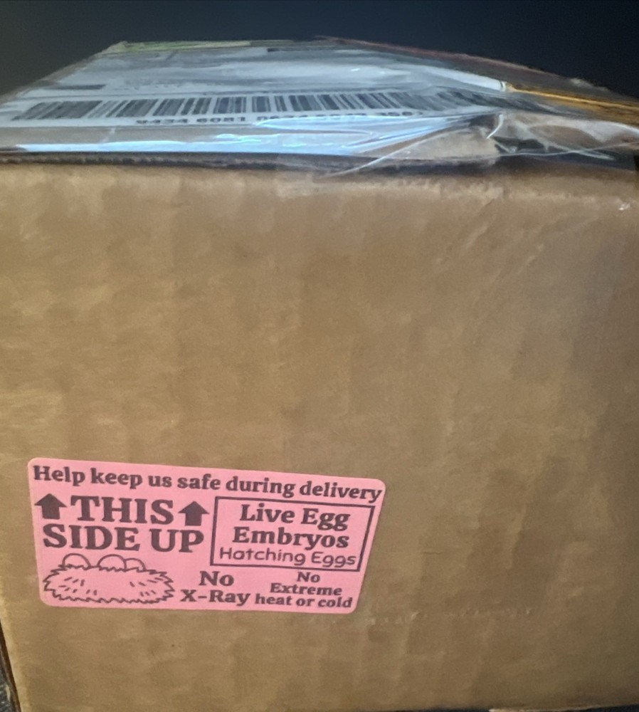 42 + 6 Extra Hatching Coturnix Jumbo Quail