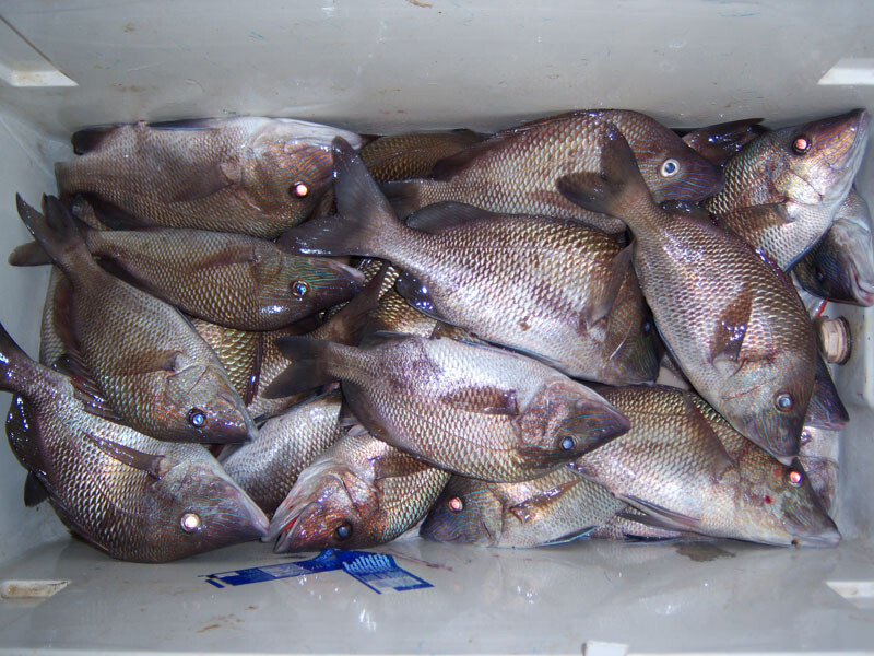 Surf Fishing Rigs, Hi-Low Rigs, The All Out - Catch All Package 17 Pompano Rigs