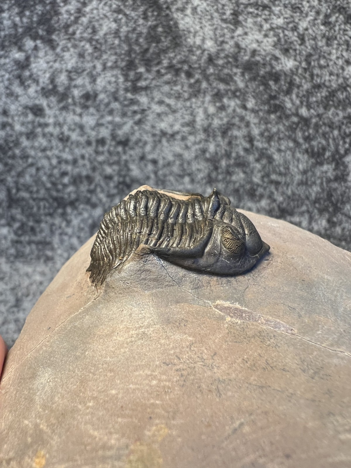 Metacanthina issoumourensis Trilobite Fossil – Collector Specimen