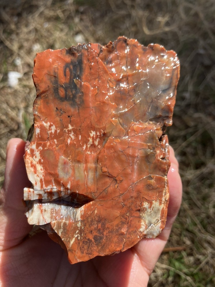 Arizona Petrified Wood