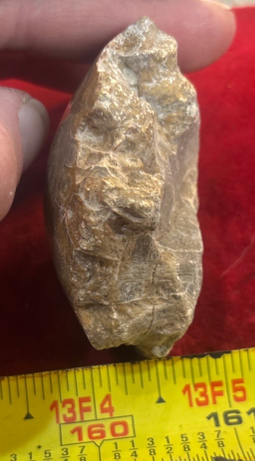 Petrified Coral End Polished