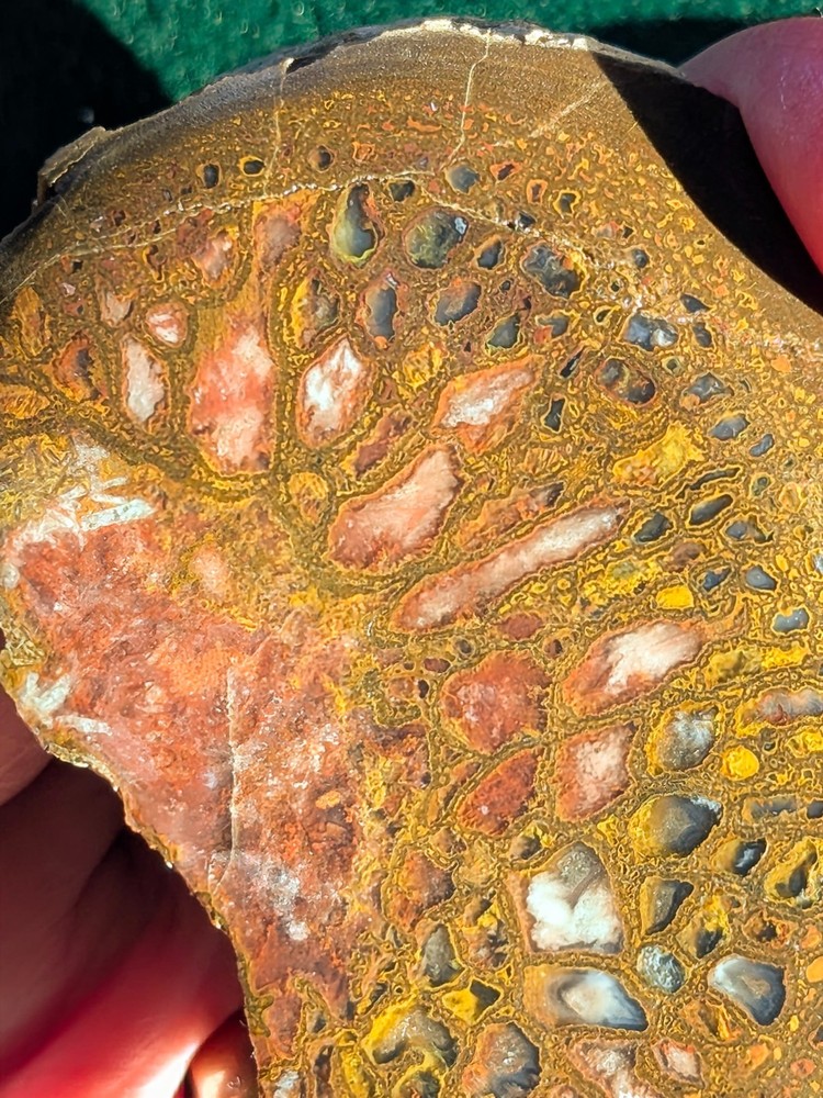 UV * Super Nice Dinosaur Bone * Rough *