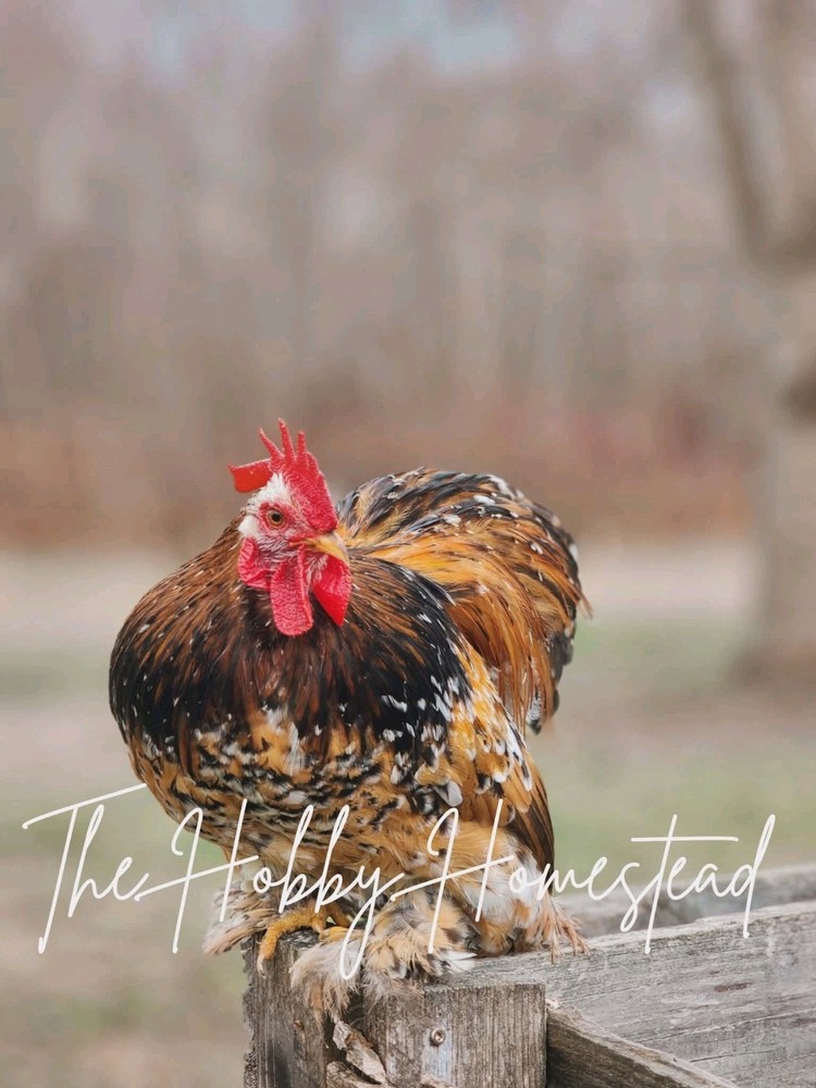 6 Calico Cochin Bantam Hatching Eggs