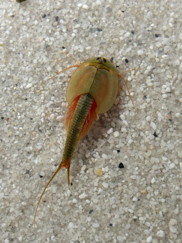Triops Longicaudatus 🔥 ~200 Eggs | Prehistoric Crayfish Breeding | Pure Eggs