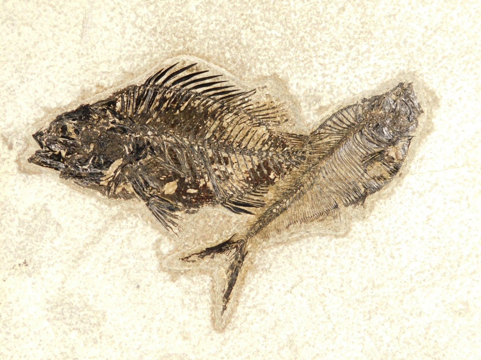 Two! SPECIES Rare Priscacara FISH Fossil and Diplomystus On HUGE Matrix Wyoming