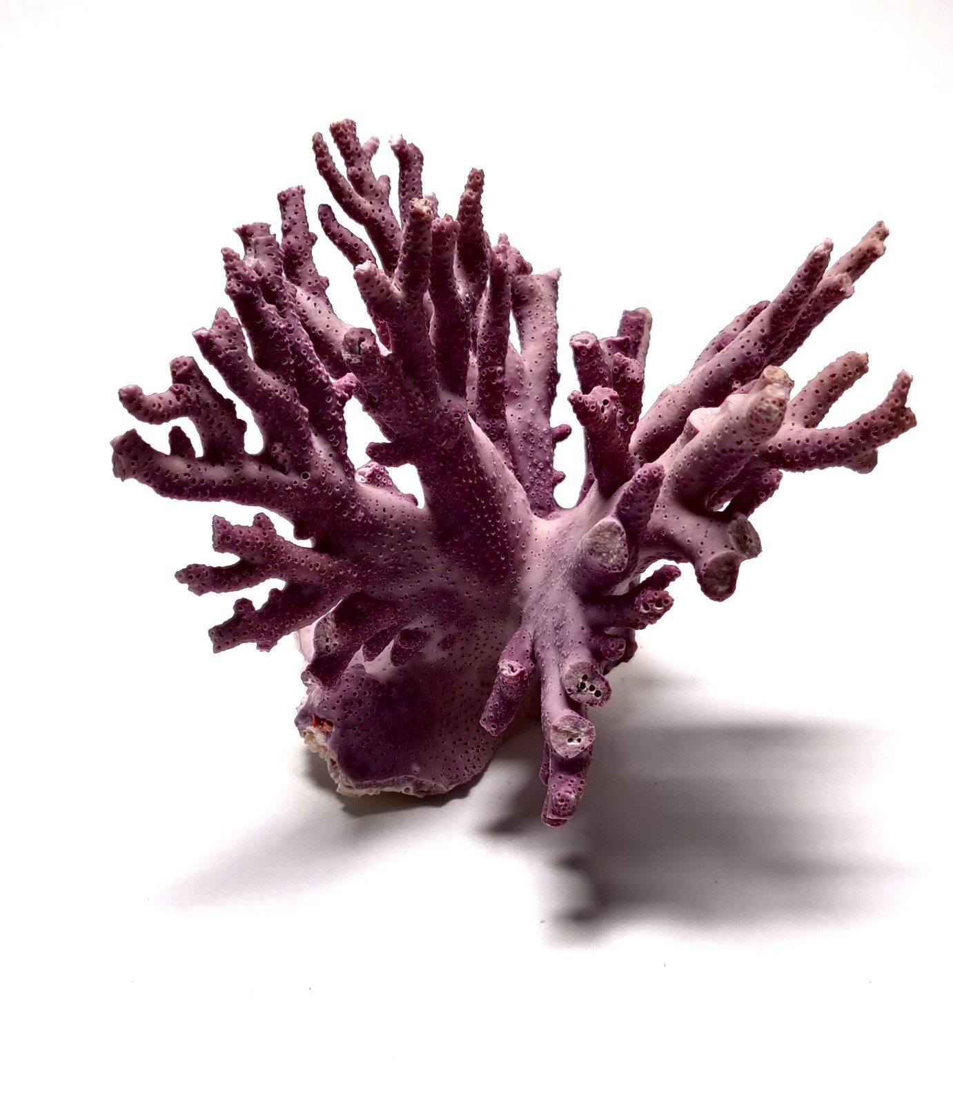 Rare Purple / Lavender Hydrocoral Coral from California Home Decoration