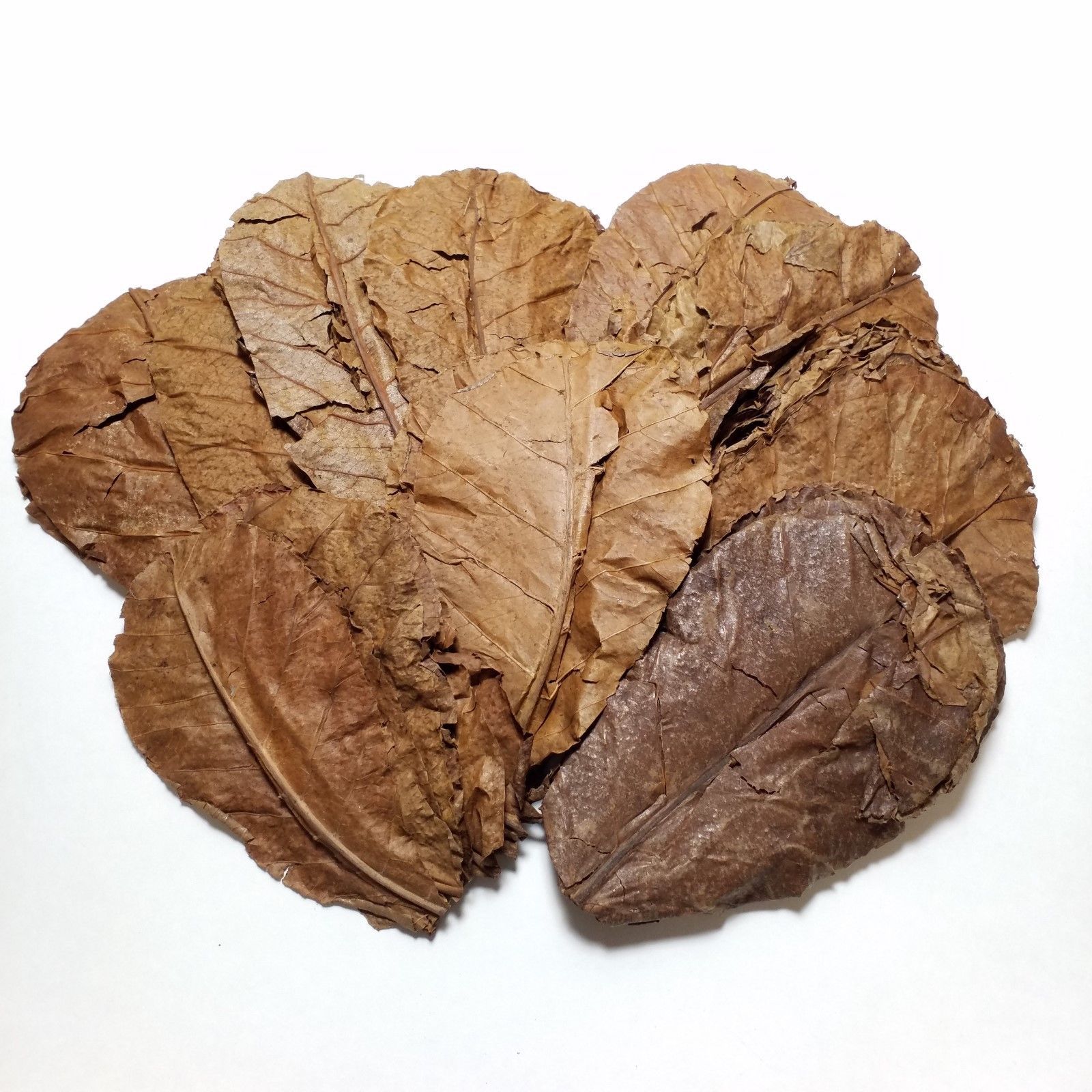 1000 Indian Catappa Almond Leaves, 5" - 7" Shrimp, Bettas, Aquariums