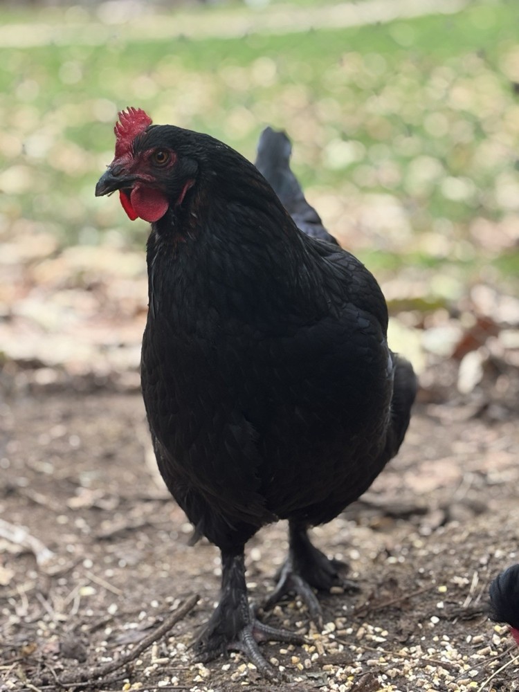 10 +Black Copper Maran Fertile Hatching Eggs!!