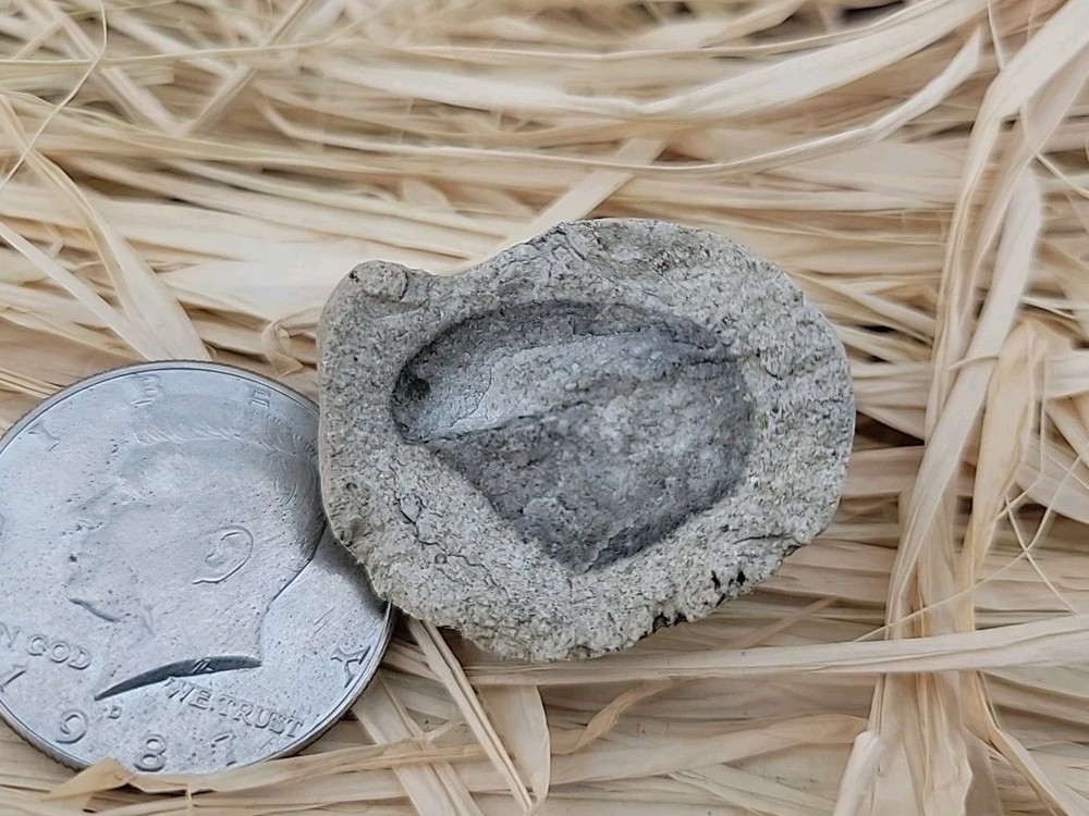 Egg Fossil Permineralized