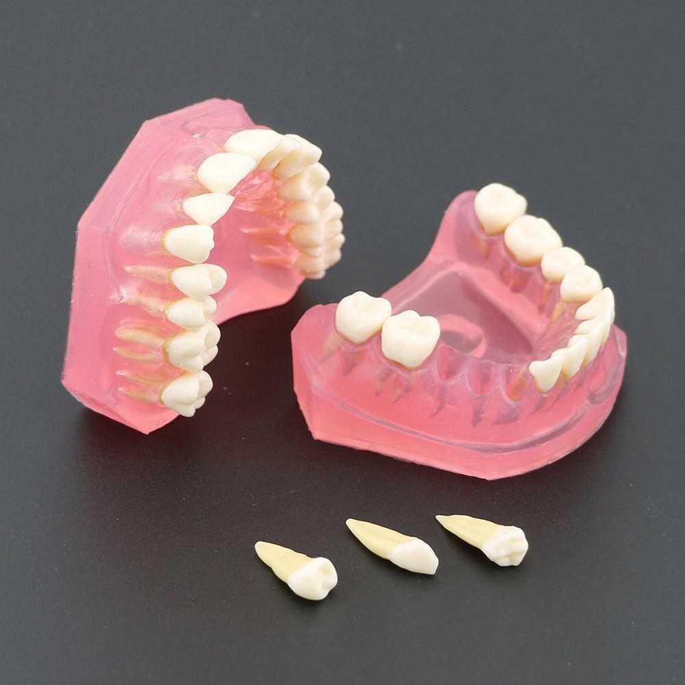 Dental Orthodontic Typodont Plastic Teeth Model 4004 Removable Teeth Standard
