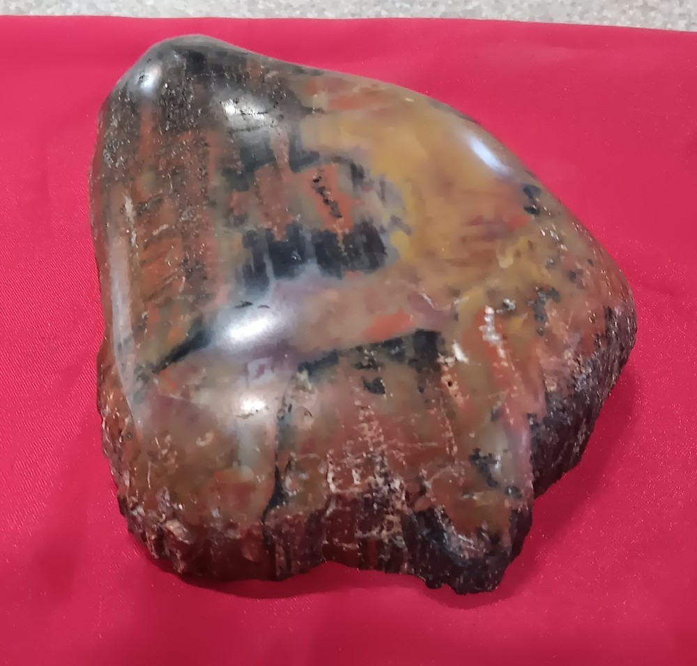 Opalized Petrified Wood Amazing Slab