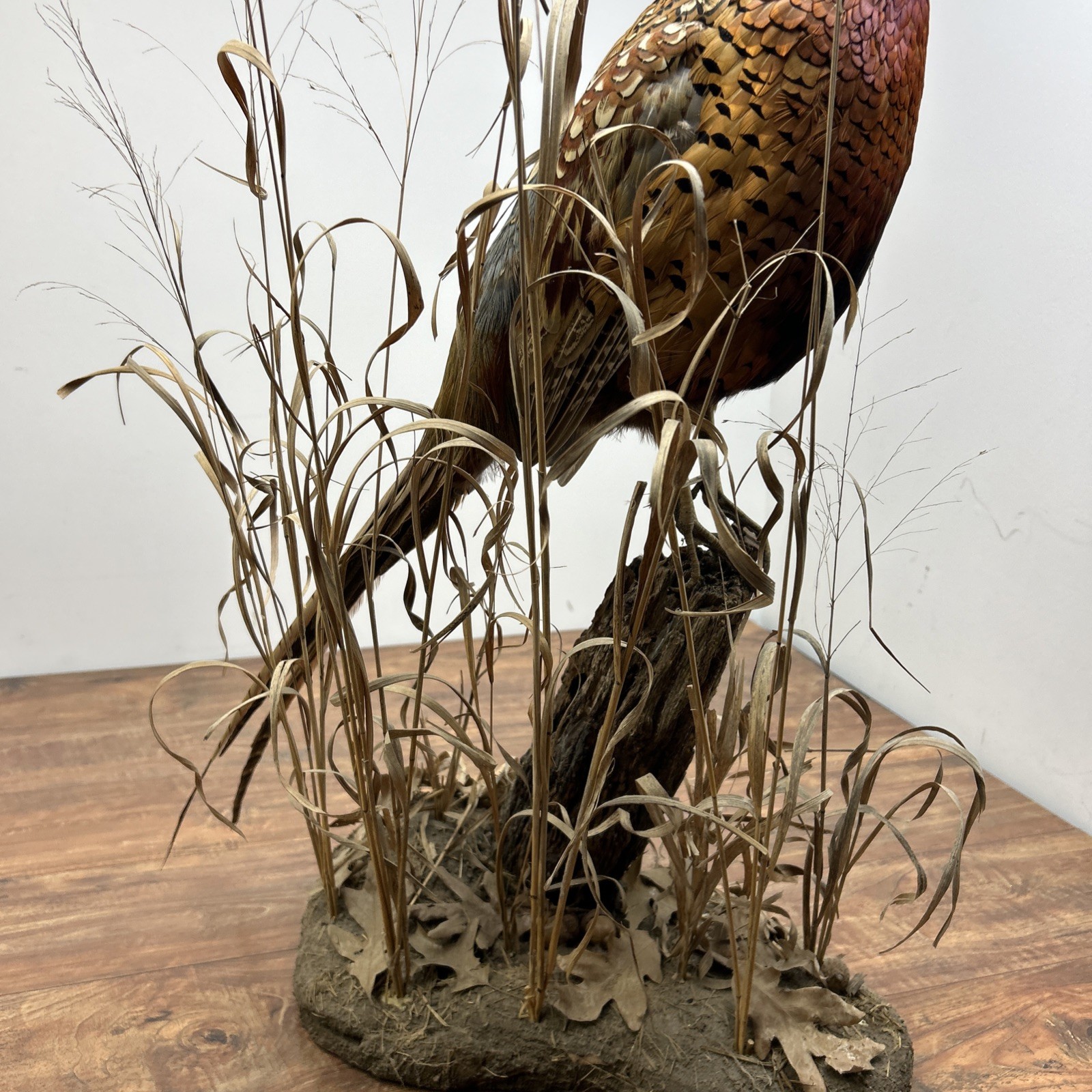 Ringneck Rooster Pheasant Taxidermy Standing Mount Habitat Base Foliage Wood