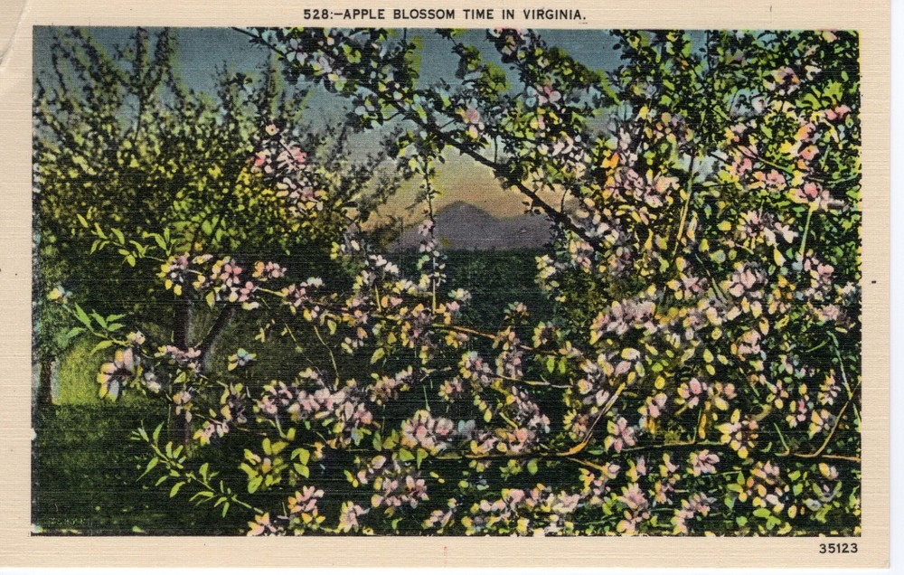 APPLE BLOSSOM TIME IN VIRGINIA  - PC5529