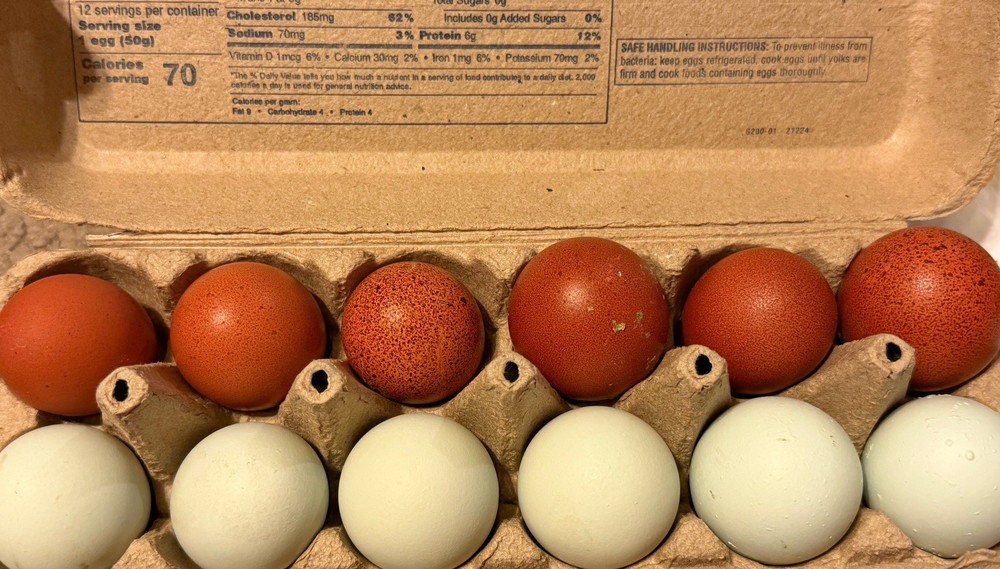 Mars Bars Olive Egger Fertile Hatching Eggs Kit 10++