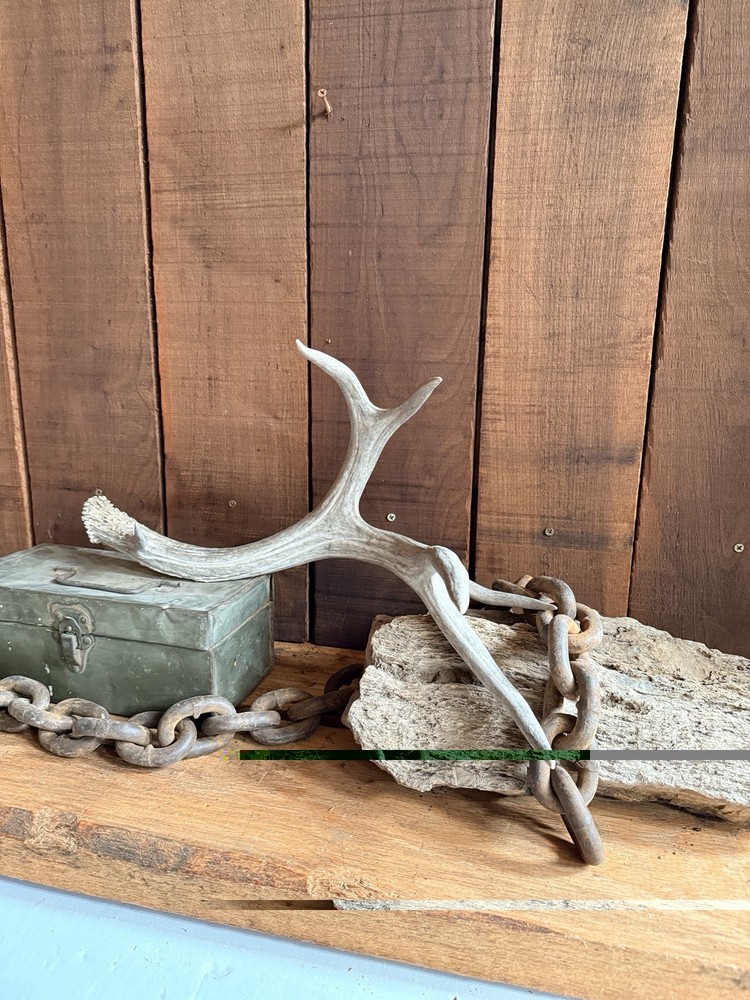 Mule Deer Shed ~ Deer Antler ~ Decor