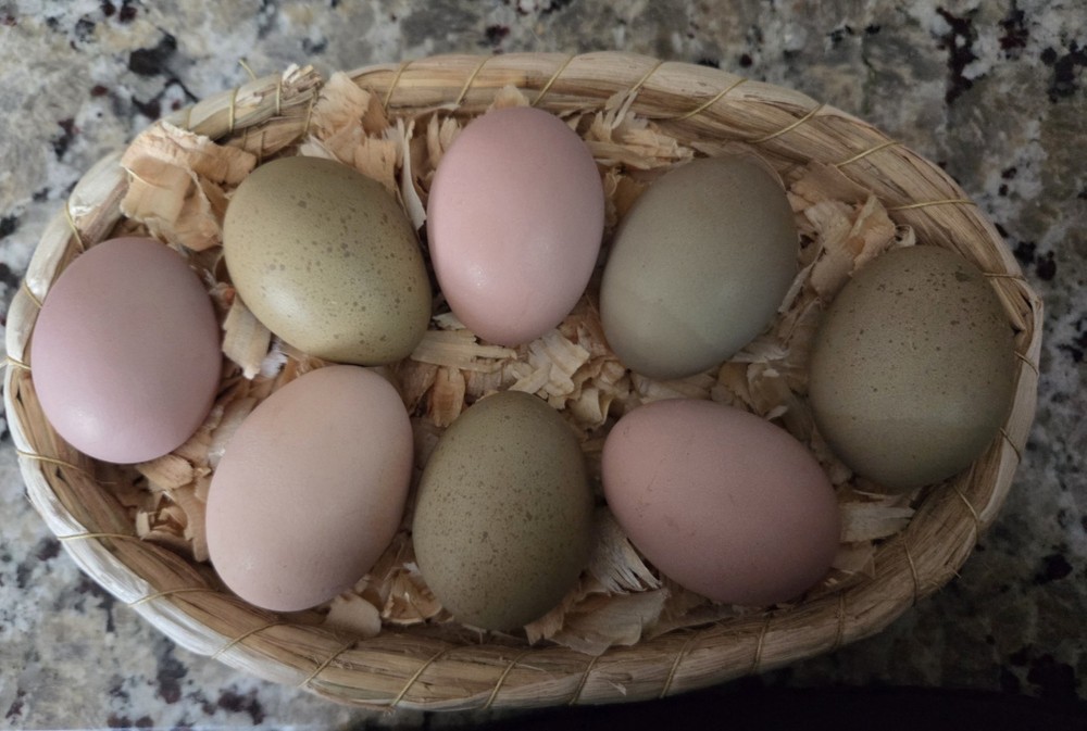 GORGEOUS PINK & OLIVE/MOSS GALAXY pattern! Hatching Eggs. Fresh & Fertile