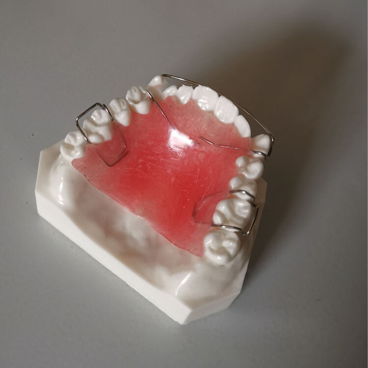 Maxillary orthodontic demonstration dental model with retainer