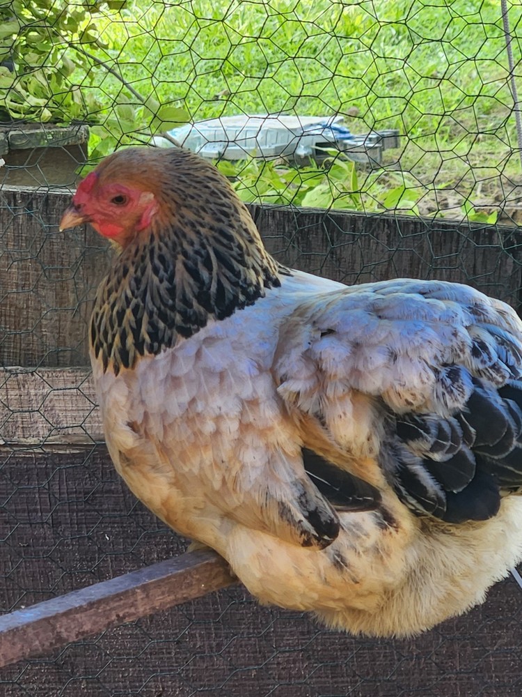 Bantam mystery egg Hatch 18 eggs