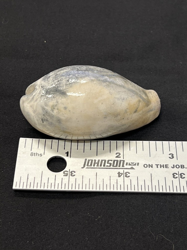 EXTINCT Fossilized COWRIE Shell From Central Florida, Pliocene Era.