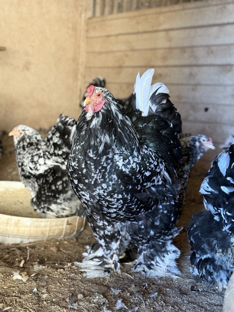 12++ MOTTLED Brahma Hatching Eggs