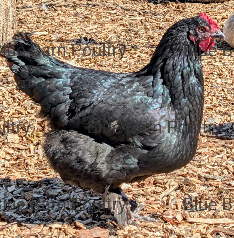 6 Solid Black Marans Chicken Hatching Eggs. Purebred. NPIP.