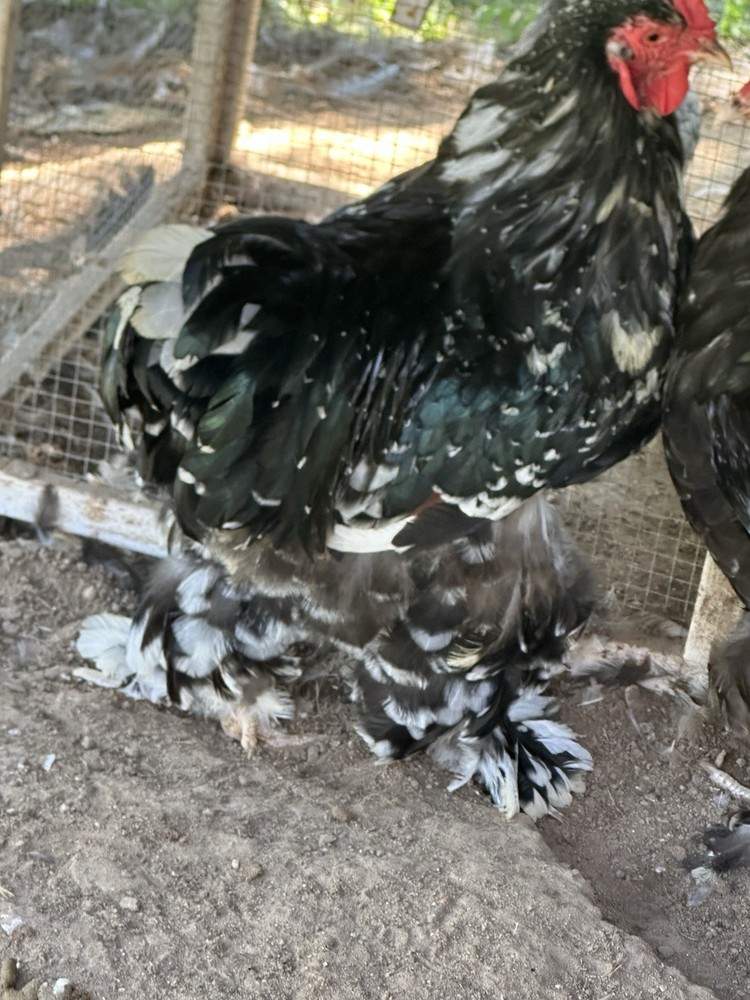 10+2 Porcelain Brahma 100% Pure Breed Hatching 🐣