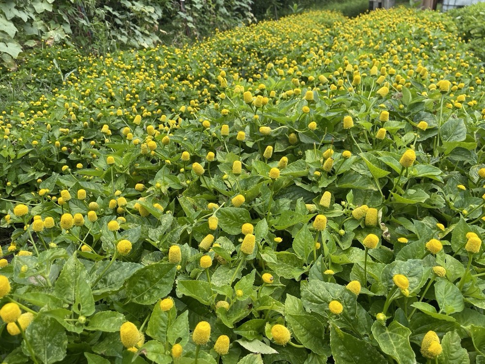 Spilanthes Tincture - Toothache Plant Extract 2 oz