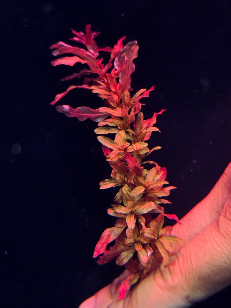 Rotala Macrandra Rose - Live Aquatic Plants - Stem