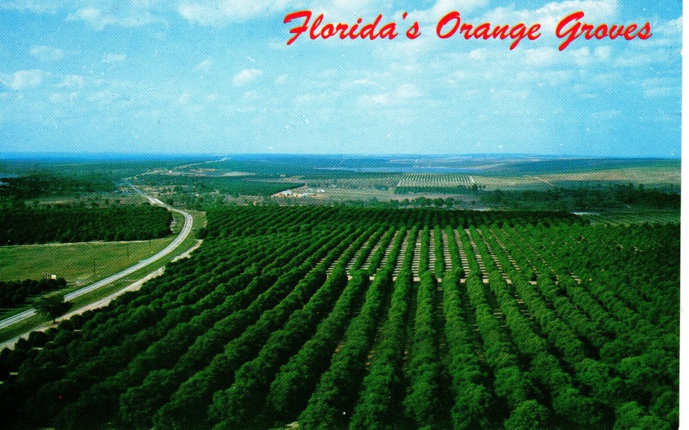 FLORIDA'S ORANGE GROVES  - PC7052