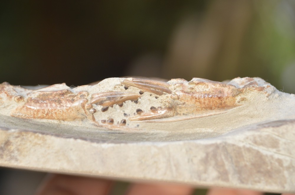 AMAZING RARE FOSSIL CRAB FROM JAVA, INDONESIA , BEST VALUE ANYWHERE! #9