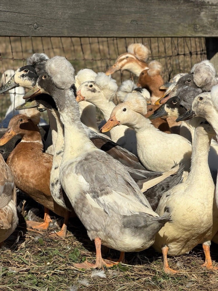 🥚 14 Crested Duck Fertile Hatching Eggs 🥚