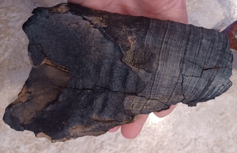 Unknown Large Fossil