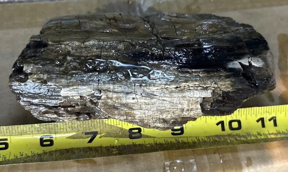 Silver Creek Junction petrified wood