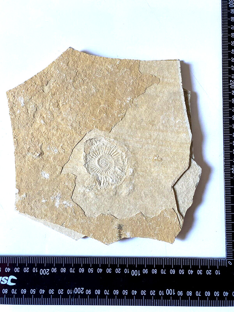 Fossil With Inclusions See Photos