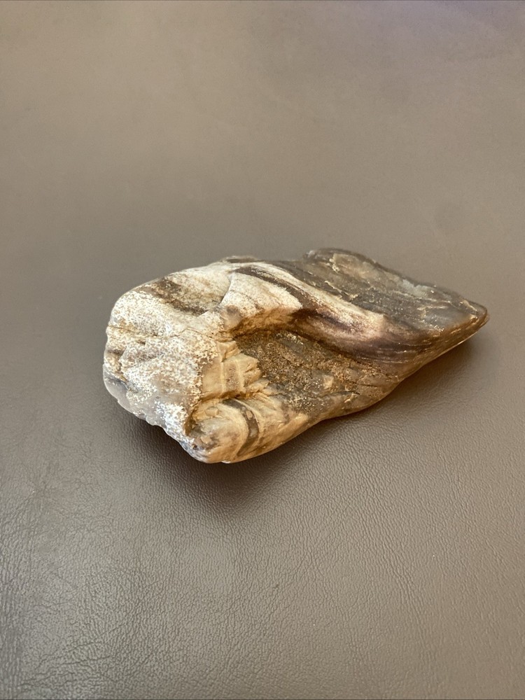 Petrified Wood